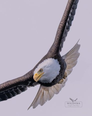 A bald eagle soaring with wings spread wide against a pale sky.