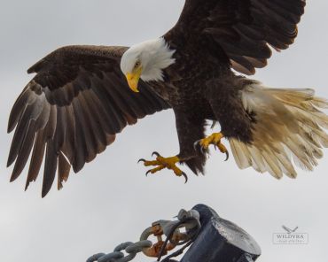 A bald eagle swoops down with claws extended against a gray sky.