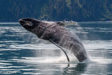 A whale breaching the water in a serene ocean setting.