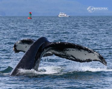 A whale's tail splashes in the ocean with a boat in the background.