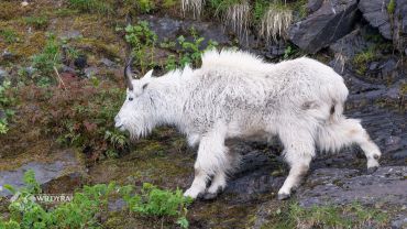 A fluffy mountain goat walking on rocky terrain near greenery.