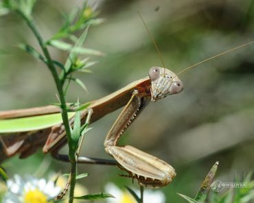 Close-up of a praying mantis on a plant with blurred background.