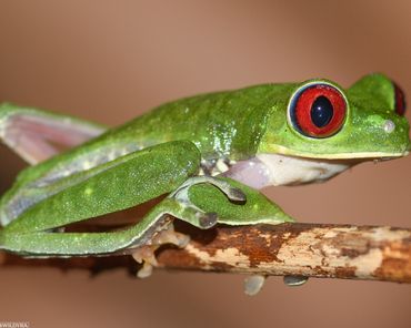 Close-up of a green tree frog with bright red eyes on a branch.