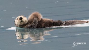 A sea otter floats calmly on its back in the water.