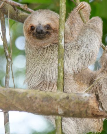 A sloth hanging on tree branches in a forest.