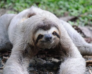 A close-up of a smiling sloth lying on the ground.