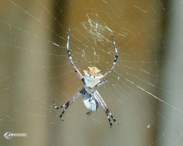 A spider with a patterned body on its web.