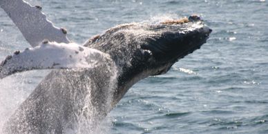 Whale watching in Puerto Vallarta | Vallarta Travel Rewards