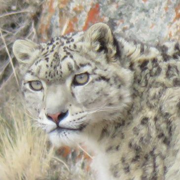 Portrait of a snow leopard