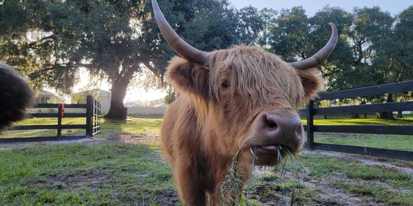 Highland Cow Breeder