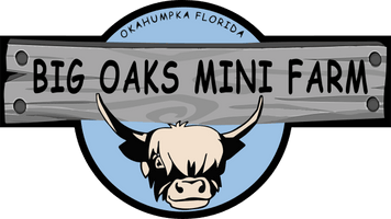 Available Mini Cows  Live Oak Mini Ranch