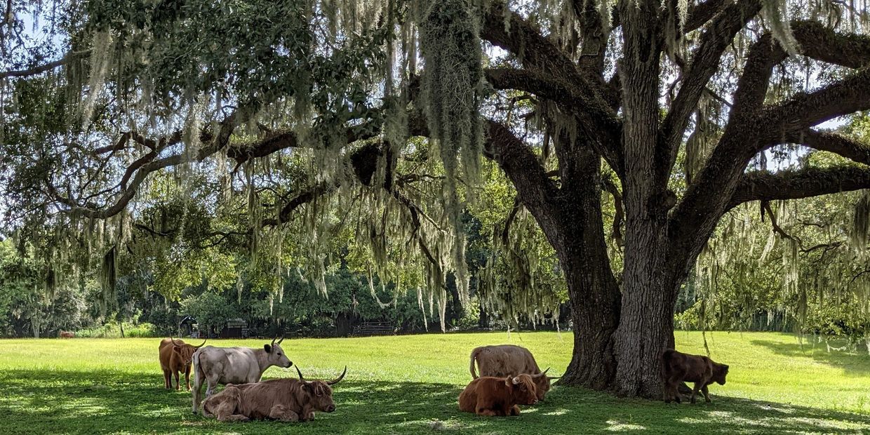 Big Oaks Mini Farm