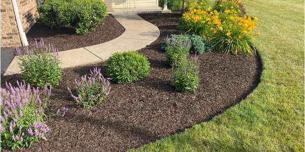 Well-maintained garden bed with mulch, purple flowers, and yellow lilies beside a curved sidewalk.