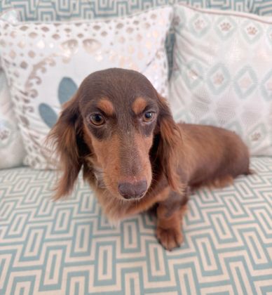 Brown dachshund sitting on a patterned couch with decorative pillows.