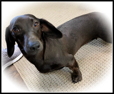 solid chocolate short haired miniature dachshund