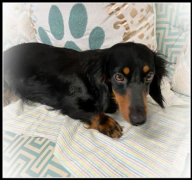Longhaired black and tan AKC miniature dachshund