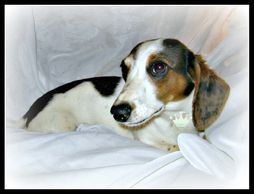 short coat blue and tan dapple piebald AKC miniature dachshund