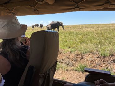 Person photographing elephants on a safari.