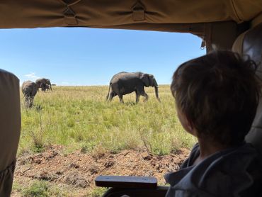 Child watching elephants from a vehicle.