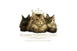 PuRRfect Aristocoon
