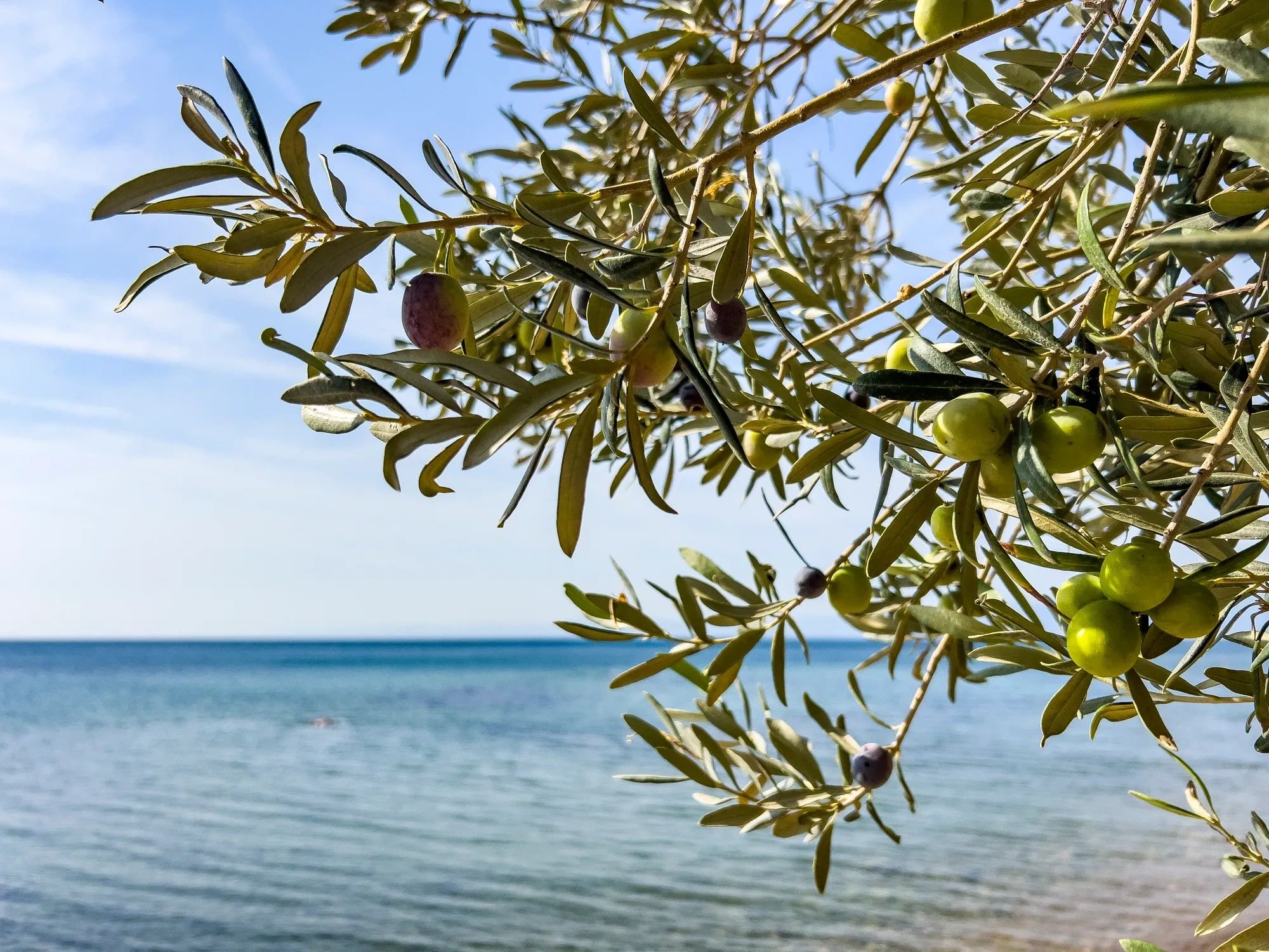 Olive tree branches with green and purple olives by the sea under a clear sky.