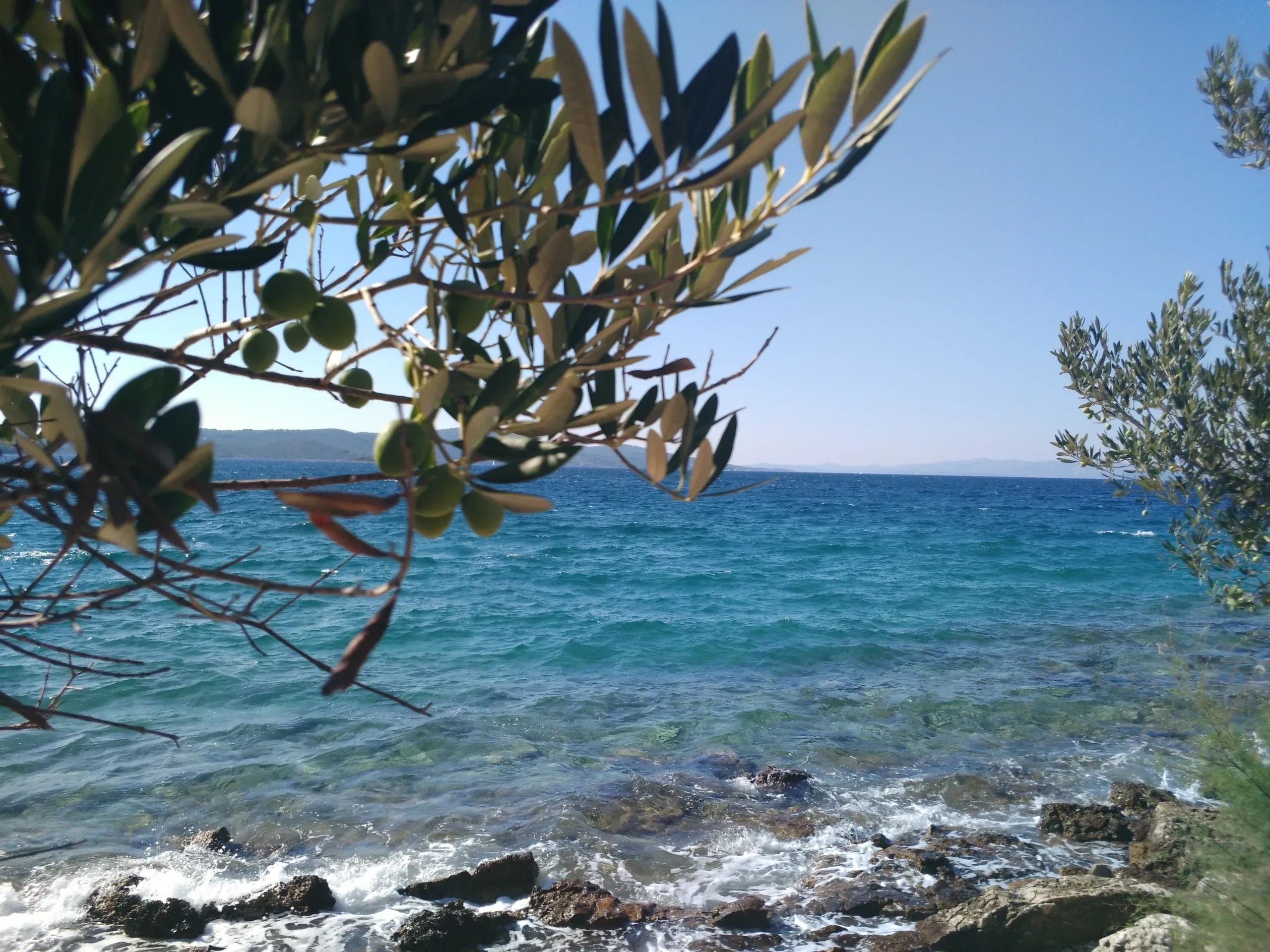 Olive branches with green olives overlooking a clear blue sea and rocky shore.