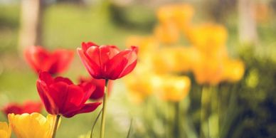 Red bloomed flowers in the foreground with yellow bloomed flowers faded in the background
