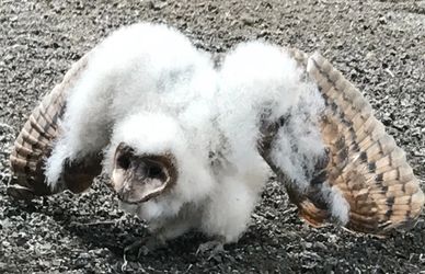 Approximately, 8 week old baby barn owl demonstrating his toughness.  