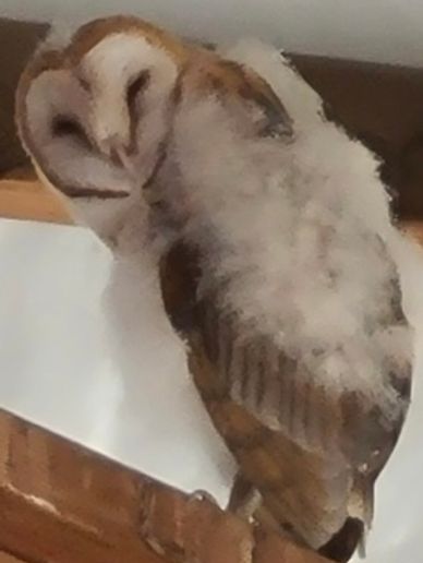 Approximately 8 week old barn owl sitting on a beam.