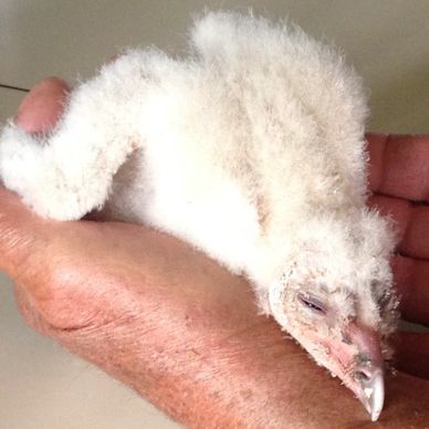 2 week old baby barn owl that had fallen out of its nesting area.  