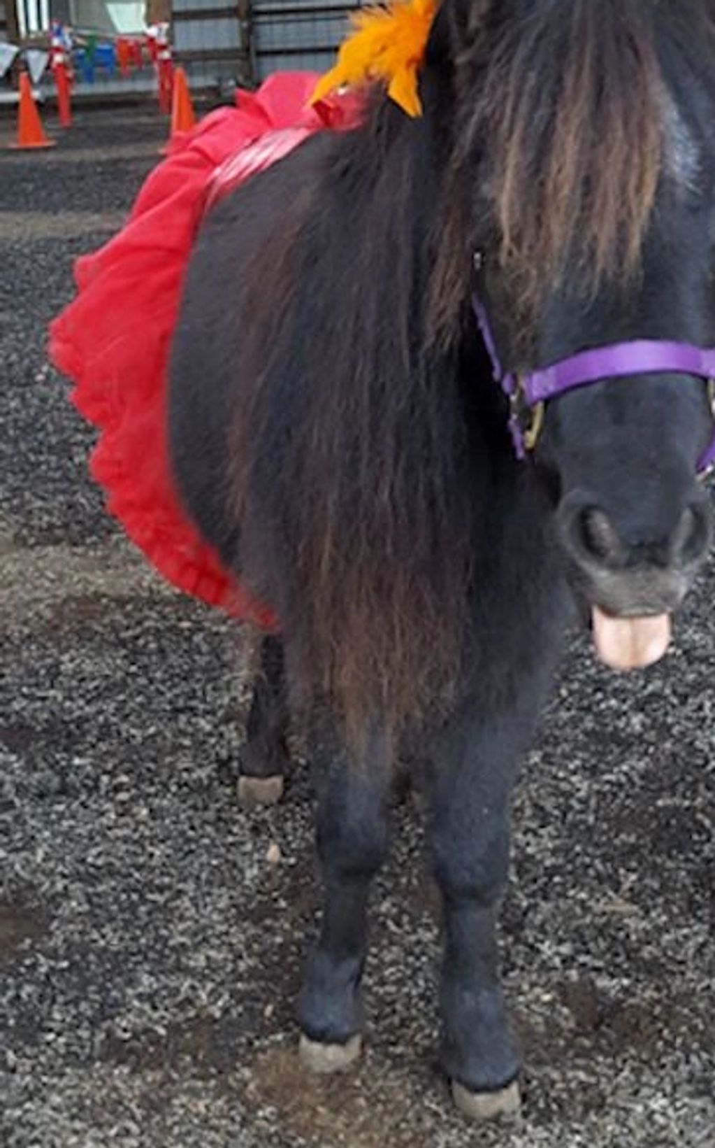 Miniature horse Shadow Lake Mini Pearl, AKA Pearl, in her Halloween costume