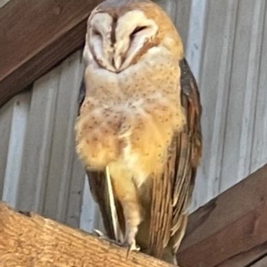 Barn owl sitting on a beam in the arena.