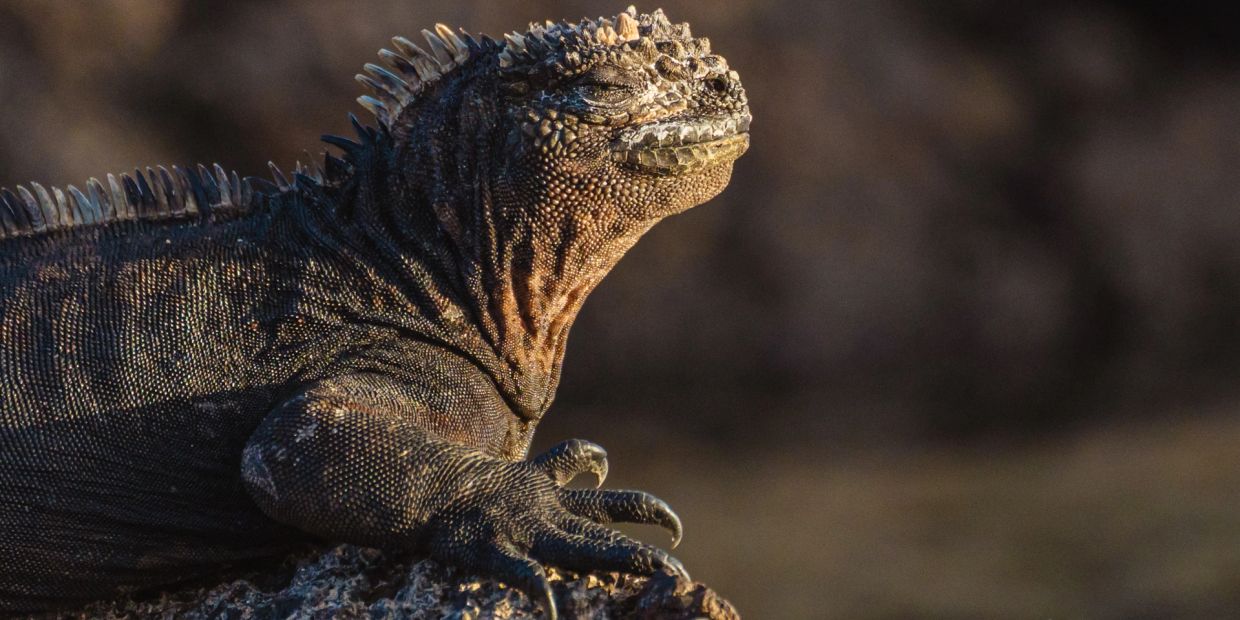 A textured iguana resting with eyes closed.