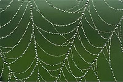 Spider web