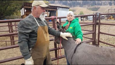 Two people inside a donkey refuge 