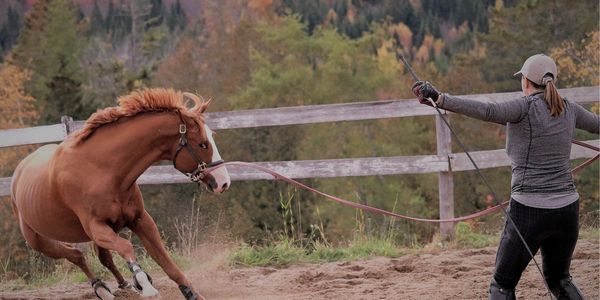 A person lunging a horse in an outdoor arena during autumn.