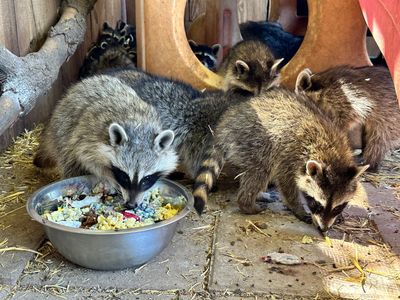 What Is A Rabies Vector Species