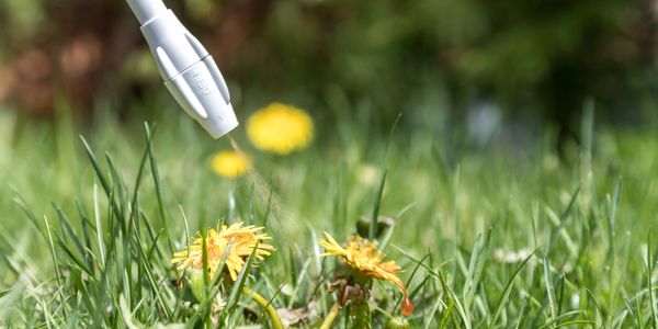 Weed and Moss Spraying