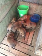 Born Septermber 30 2017