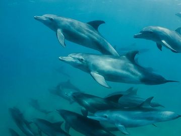 Dolphins at the ocean