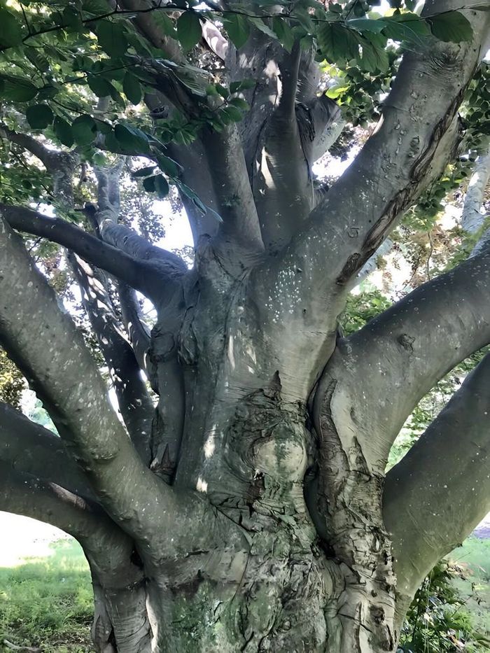 Trunk of an old copper beech tree with the sun shining through the branches