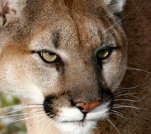 Montana mountain lion hunt, merriam turkey hunt, black bear hunt