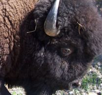 Montana Buffalo Hunt