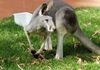 Healesville Sanctuary: More kangaroos
