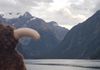 PeeWee awed by Milford Sound