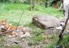 Healesville Sanctuary: Dingos