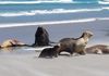 Sea Lions on Allans Beach, Otago Peninsul