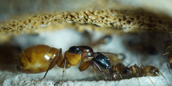 Camponotus semitestaceus