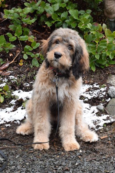 Adult Medium Bernedoodle Female. Super fluffy and sitting outside in the snow. 