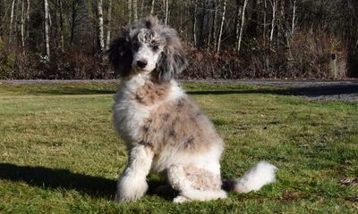 Grey Merle Spotted Moyen Poodle with topknot in a pony tail. Sitting in the sun in a grassy field. 